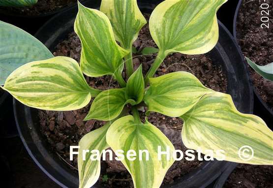 Hosta Liberty Bell